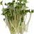 BRÓCOLI